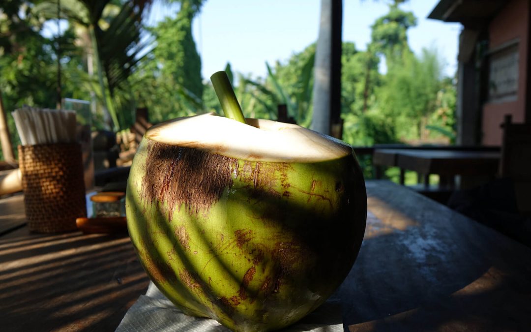 Die Kokosnuss – alles rund um die Frucht